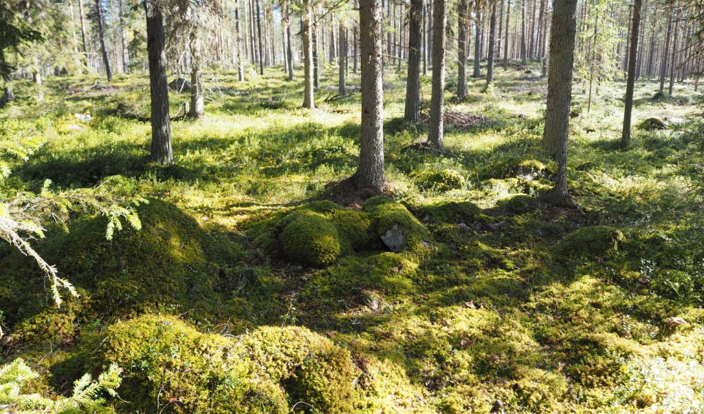 Kuva: Pello, Talo-Jaivaara. Viljelyröykkiöiden lisäksi alueella on lukuisia pitkulaisia kiviaitoja. Teemu Mökkönen 24.8.2020