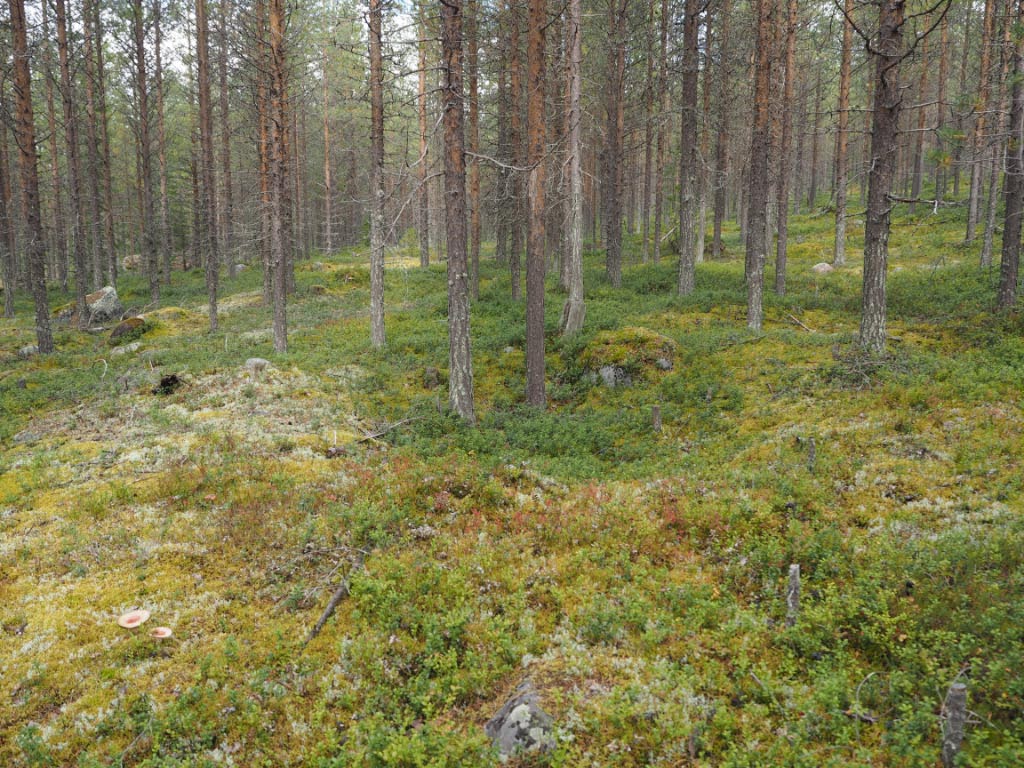 Kuva: Tervola, Sirkonkangas 1. Kivikautinen asumuspainanne kuvattuna kohti pohjoista. Teemu Mökkönen 27.8.2020