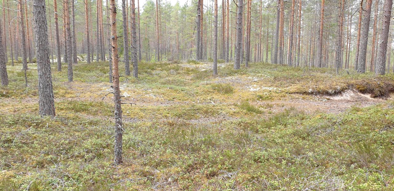 Kuva: Rävåsenin kivikautinen asuinpaikka-alue. Teija Tiitinen 8.6.2020