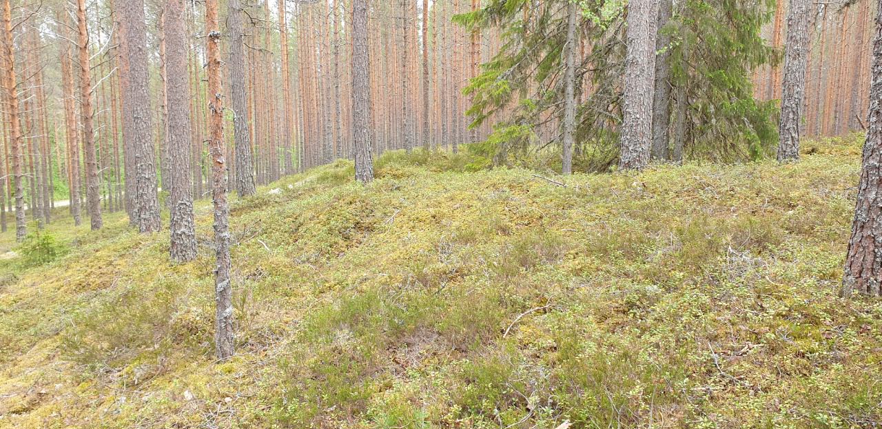 Kuva: Rävåsenin kivikautinen asuinpaikka-alue. Teija Tiitinen 8.6.2020