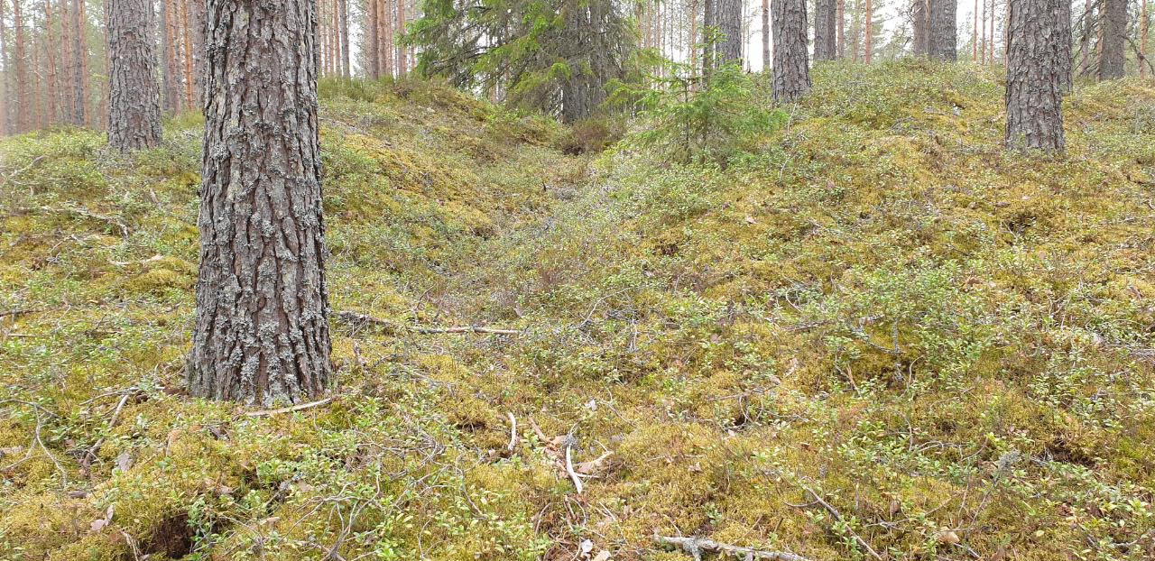 Kuva: Rävåsenin kivikautinen asuinpaikka-alue. Tervahauta. Teija Tiitinen 8.6.2020
