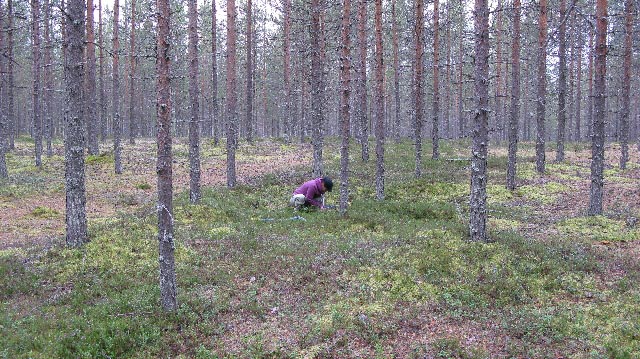 Kuva: Piia Nupponen kaivaa koekuoppaa asumuspainanteeseen 2, pohjoisesta. Petro Pesonen 2008