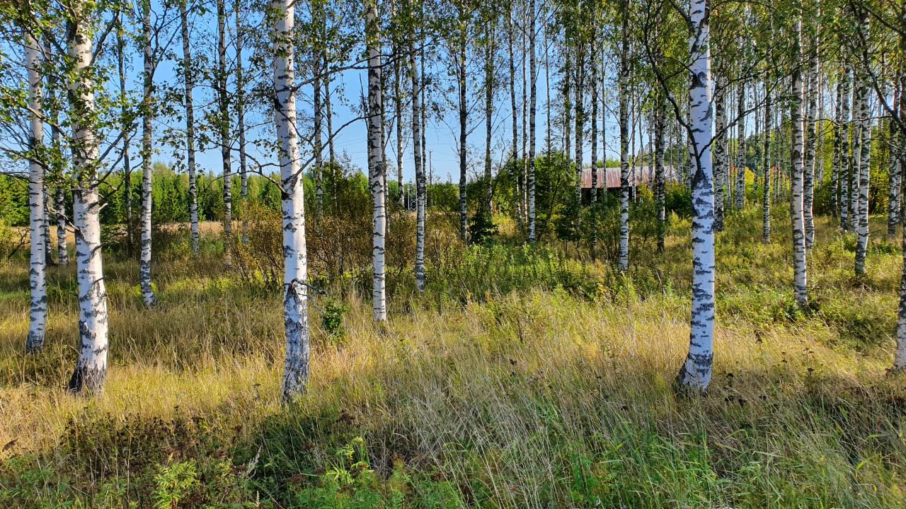 Kuva: Näkymä kohti lasiruukin aluetta Vanhalta Porvoontieltä käsin. Ruukin paikalla on lato. Kuvattu lännestä. Sari Mäntylä-Asplund 29.8.2019