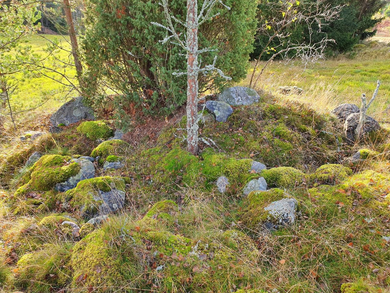 Kuva: Inkoo, Norrby. Peltosaarekkeilla on säilynyt kivirakenteita, jotka ovat tulkittavissa pääosin peltoraunioiksi. Sari Mäntylä-Asplund 14.10.2020