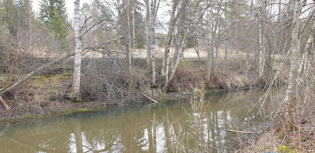 Kuva: Kravin kanavan rinteitä, taustalla häämöttää Kravinojankankaan kivikautista asuinpaikka-aluetta. Teija Tiitinen 27.4.2021