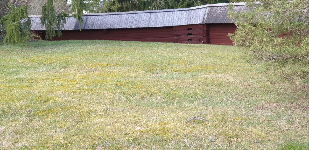Kuva: Vanhaa hautuumaata, etualalla maastossa erottuvia maatuneita hautakuoppia. Teija Tiitinen 27.4.2021