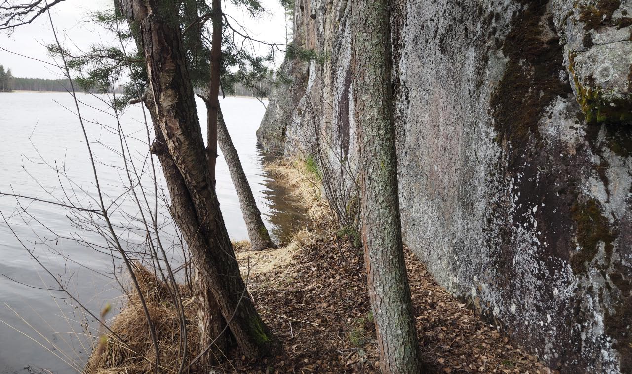 Lemi Ruominkapia. Yleiskuva kalliomaalausseinästä kuvattuna kohti pohjoista. Kahdesta alemmasta maalaustyhmästä eteläisempi sijaitsee kuvan oikealla puoliskolla sileässä vaalean jäkälän peittämällä kalliopinnalla (noin metri järven pinnan yläpuolella). Teemu Mökkönen 10.5.2021