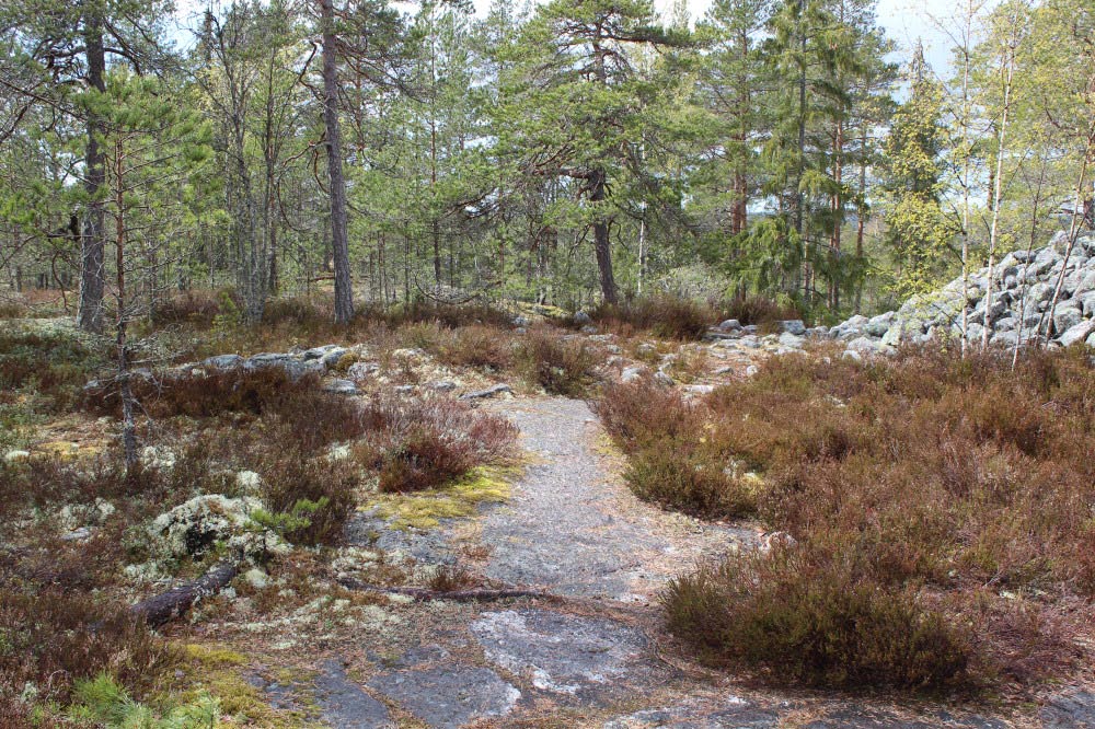 Kuva: Röykkiölle johtava kiveys, ”tie”. Kuvaussuunta S. Turun museokeskus. CC BY 4.0. Tanja Rati 19.5.2020