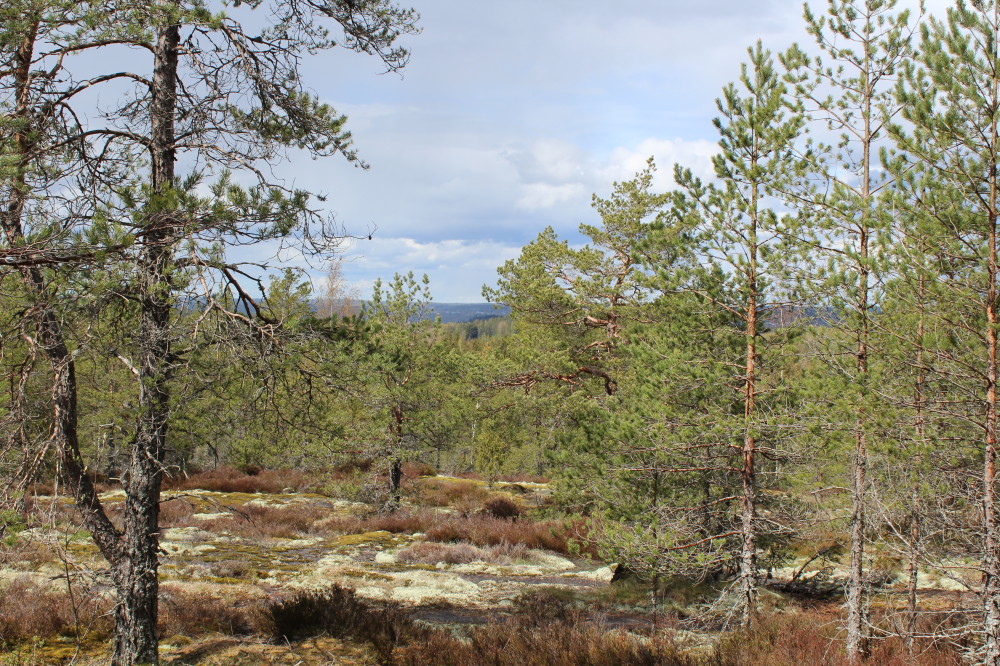 Kuva: Maisema röykkiön alapuoliselta kalliotasanteelta. Turun museokeskus. CC BY 4.0. Tanja Rati 19.5.2021