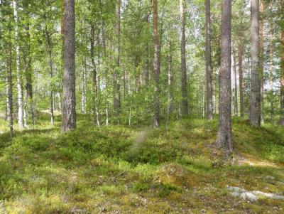 Kuva: Latikkalampi tervahauta PAR108. Lusto - Suomen metsämuseo. CC BY 4.0 P. Jantunen 27.6.2012