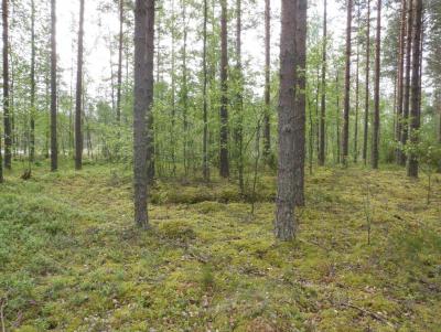 Kuva: Latikkalammen hiiltämön kämpänpohja. PAR110. Lusto - Suomen metsämuseo. CC BY 4.0 P. Jantunen 27.6.2012