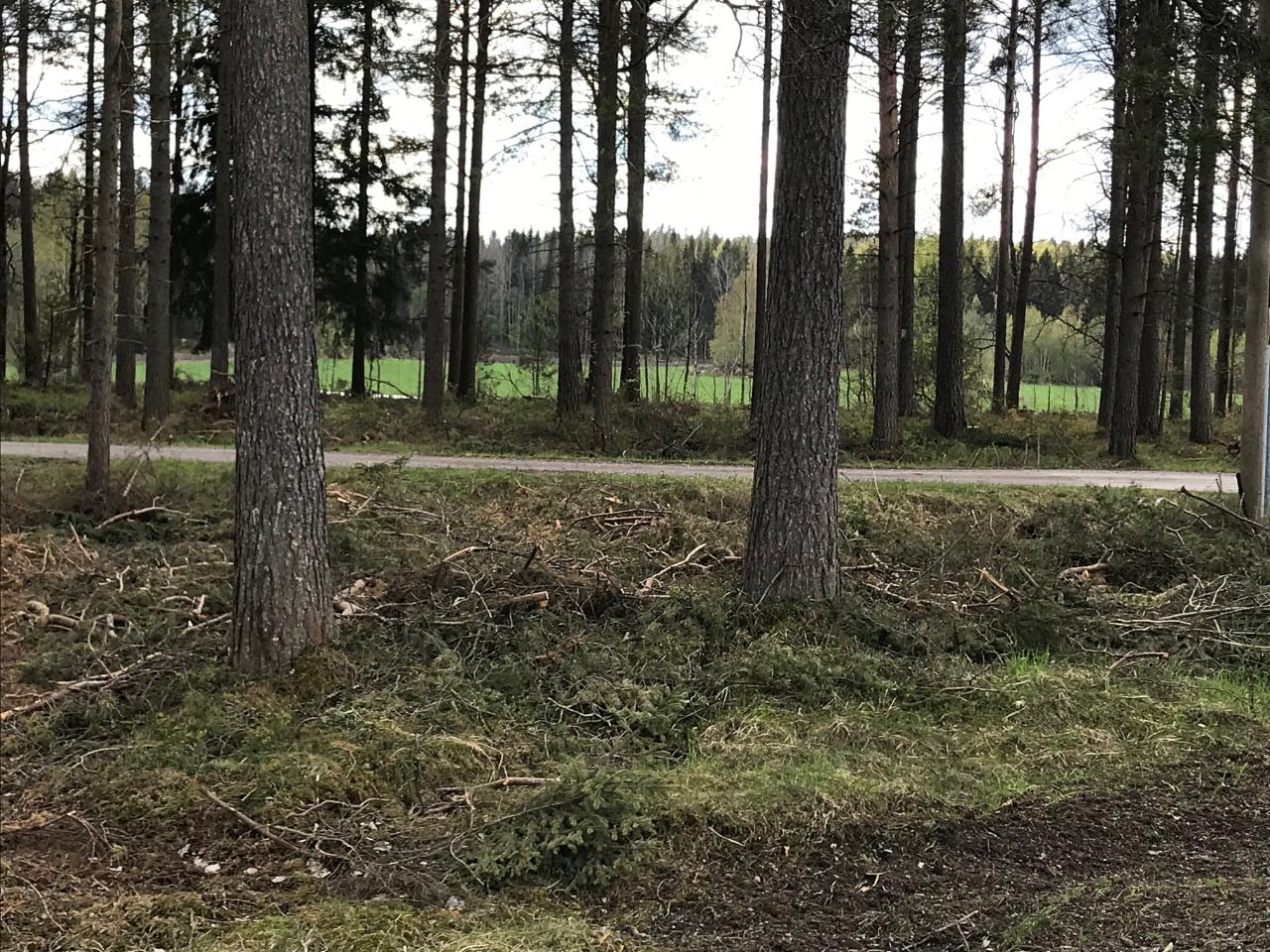 Kuva: Muinaisjäännösaluetta harvennushakkuun jälkeen. Satu Mikkonen-Hirvonen 18.5.2021
