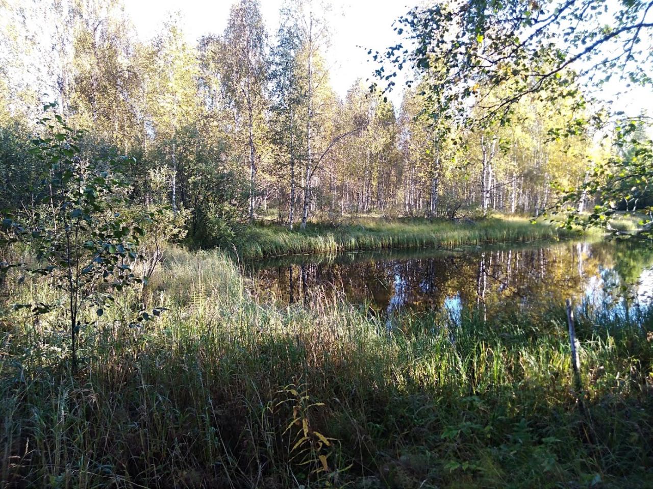 Kuva: Jokiuomaa ja saareen menevä kangas lounaasta. K.H. Renlundin museon kokoelmat. CC BY 4.0 Lauri Skantsi 15.9.2020