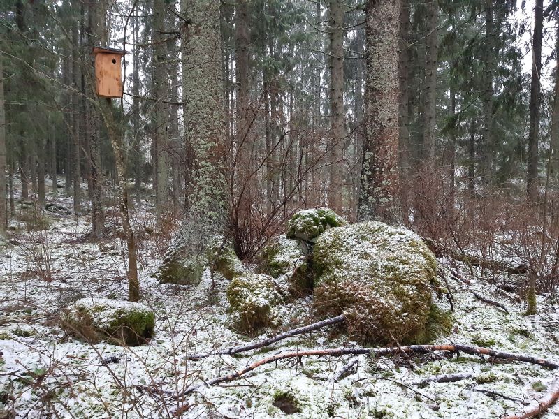 Kuva: Yksi Torittun kaskiröykkiöistä kuvattuna idästä. Tampereen museot. CC BY 4.0 Kirsi Luoto 18.12.2020