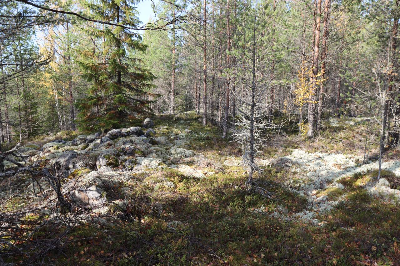 Kuva: Yleiskuva, jossa näkyvillä kivivalleja. Janne Rantanen. CC BY 4.0 Janne Rantanen 25.9.2020