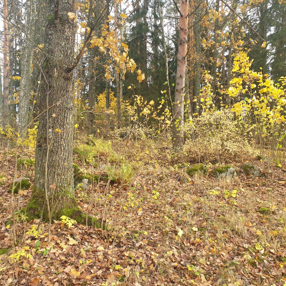 Kuva: Rakennuksen kivijalkaa metsässä. Porvoon museo – Itä-Uudenmaan alueellinen vastuumuseo. CC BY 4.0 Riikka Mustonen 28.10.2020