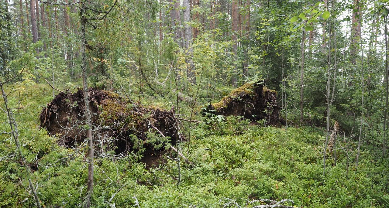 Kuva: Pieksämäki, Syvänsi Kaidansaari. Tuulenkaatoja, joista kivikauden löytöjä (tuulenkaadot 1 ja 2), harjusaaren keskiosassa. Kuvattuna kohti kaakkoa. Teemu Mökkönen 29.76.2021
