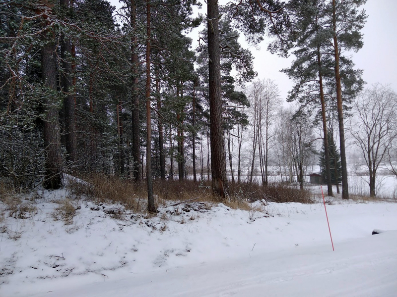 Kuva: Kiikkuniemen pohjoisosaa lumipeitteisenä. Renlundin museon kokoelmat. CC BY 4.0 Lauri Skantsi 16.12.2021