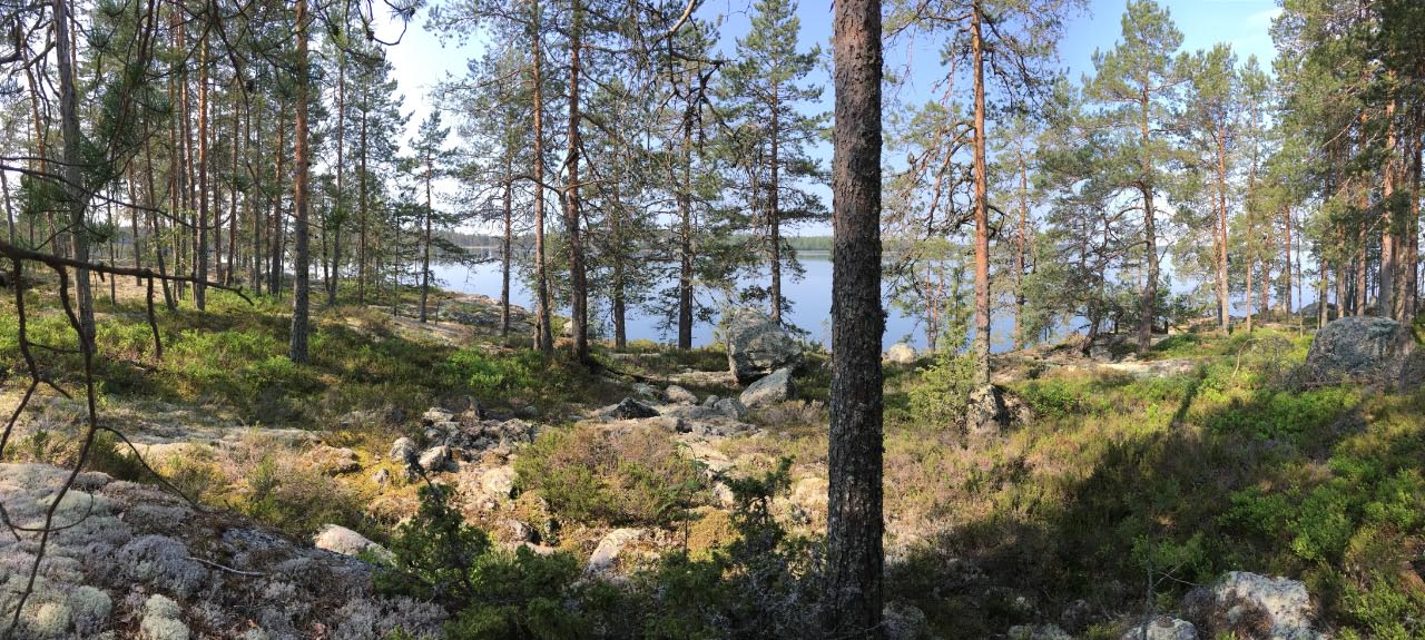 Kuva: Lamminniemen lapiraunio 1 sijaitsee kallioisella niemellä pienessä notkelmassa. Se on muodoltaan pitkänomainen. Kuopion kulttuurihistoriallinen museo. CC BY 4.0 Tytti Räikkönen 6.6.2019