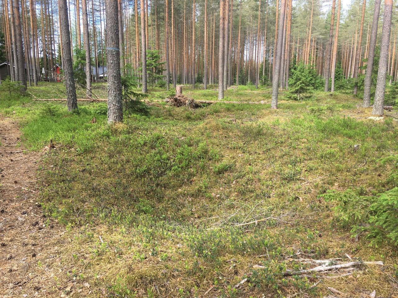 Kuva: Pyyntikuoppa numero kolme erottuu vielä kauniisti maastossa. Sen itäreunan päältä kulkee metsäautotie. Kuopion kulttuurihistoriallinen museo. CC BY 4.0 Tytti Räikkönen 11.6.2019