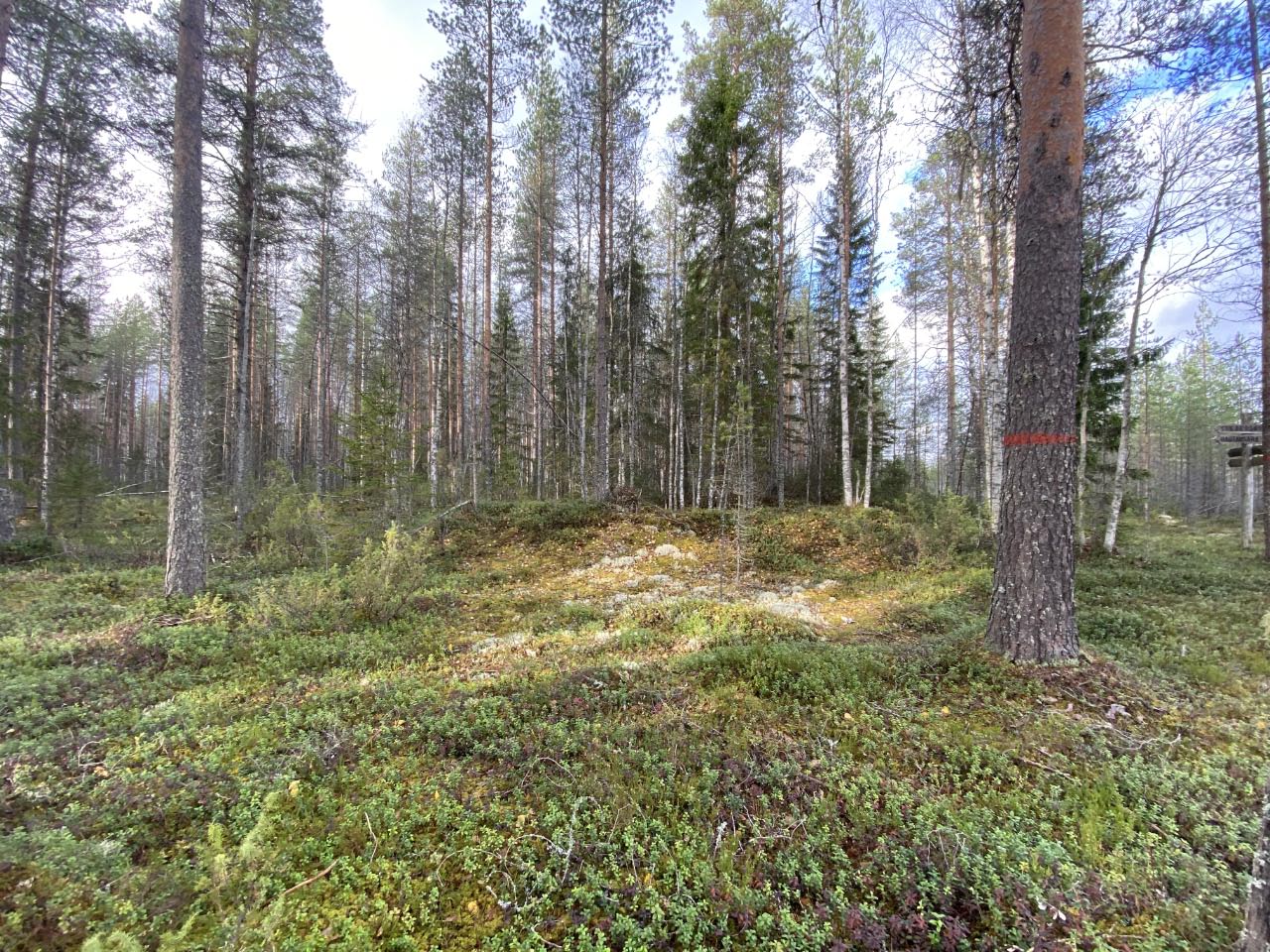 Kuva: Miilunpohja 2 erottuu selkeänä rengasmaisena vallina maastossa. Kuopion kulttuurihistoriallinen museo. CC BY 4.0 Tytti Räikkönen 9.10.2020