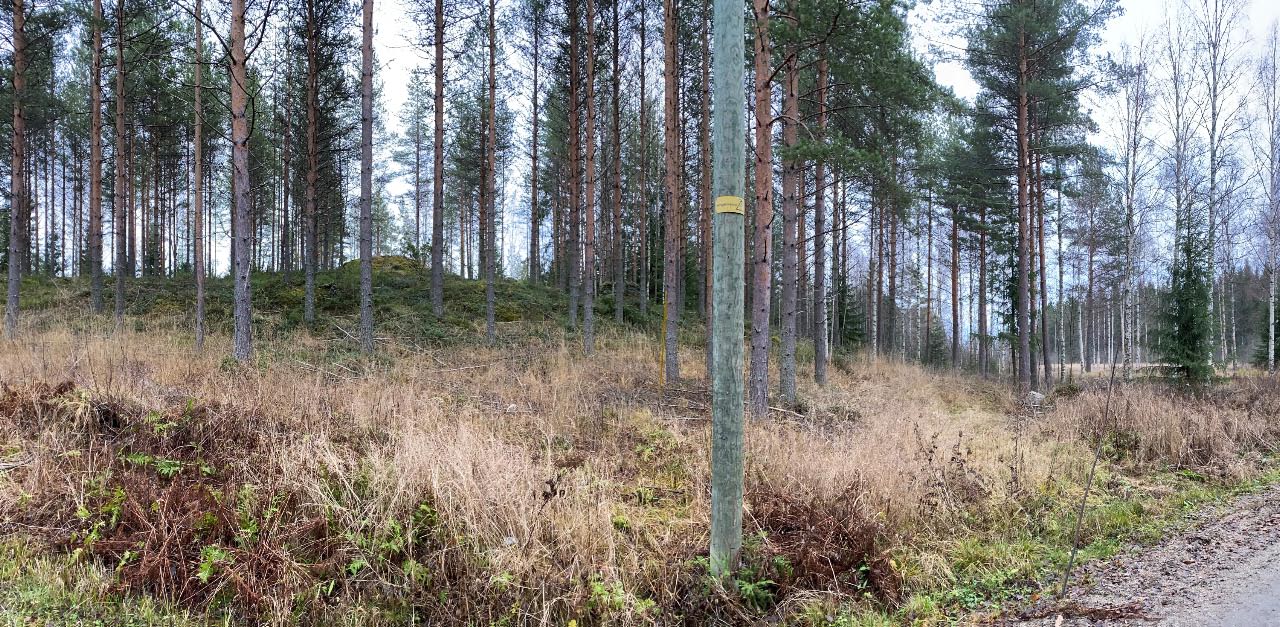 Kuva: Lapinraunio 1/a kuvattuna Saunalahdentieltä kohti itää. Raunio erottuu selvästi ympäristöstään, kun alueelta on poistettu puustoa. Kuopion kulttuurihistoriallinen museo. CC BY 4.0 Tytti Räikkönen 13.11.2020