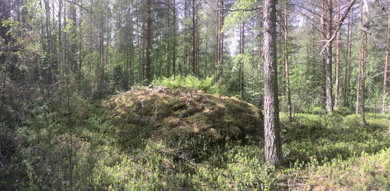 Kuva: Lapinraunio 1/a on ennallistettu vuoden 1977 kaivausten jälkeen.  Kuvattu ennen puuston harvennusta. Kuopion kulttuurihistoriallinen museo. CC BY 4.0 Tytti Räikkönen 11.6.2019