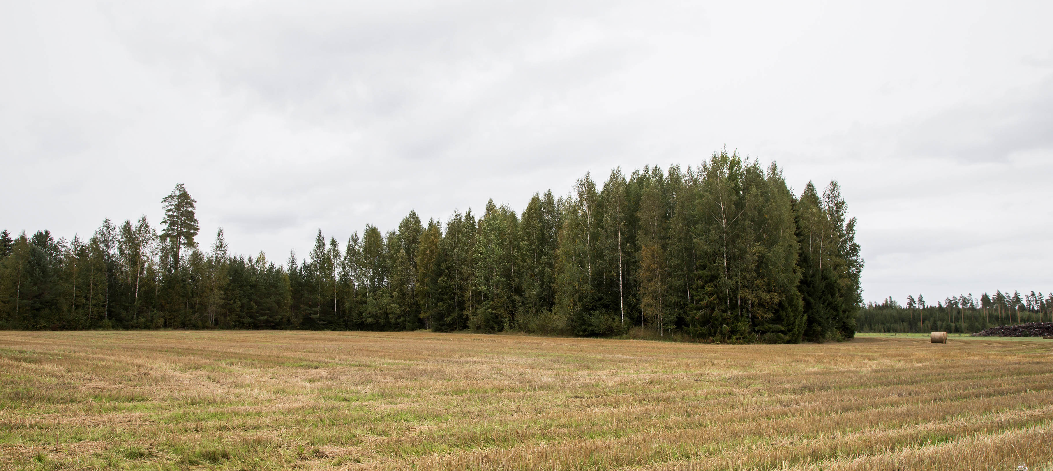 Kuva: Laajan asuinpaikan kaakkoisosaa metsäniemekkeessä ja pellossa sen edustalla, kuvattu länsilounaasta. Helena Ranta 2.9.2021