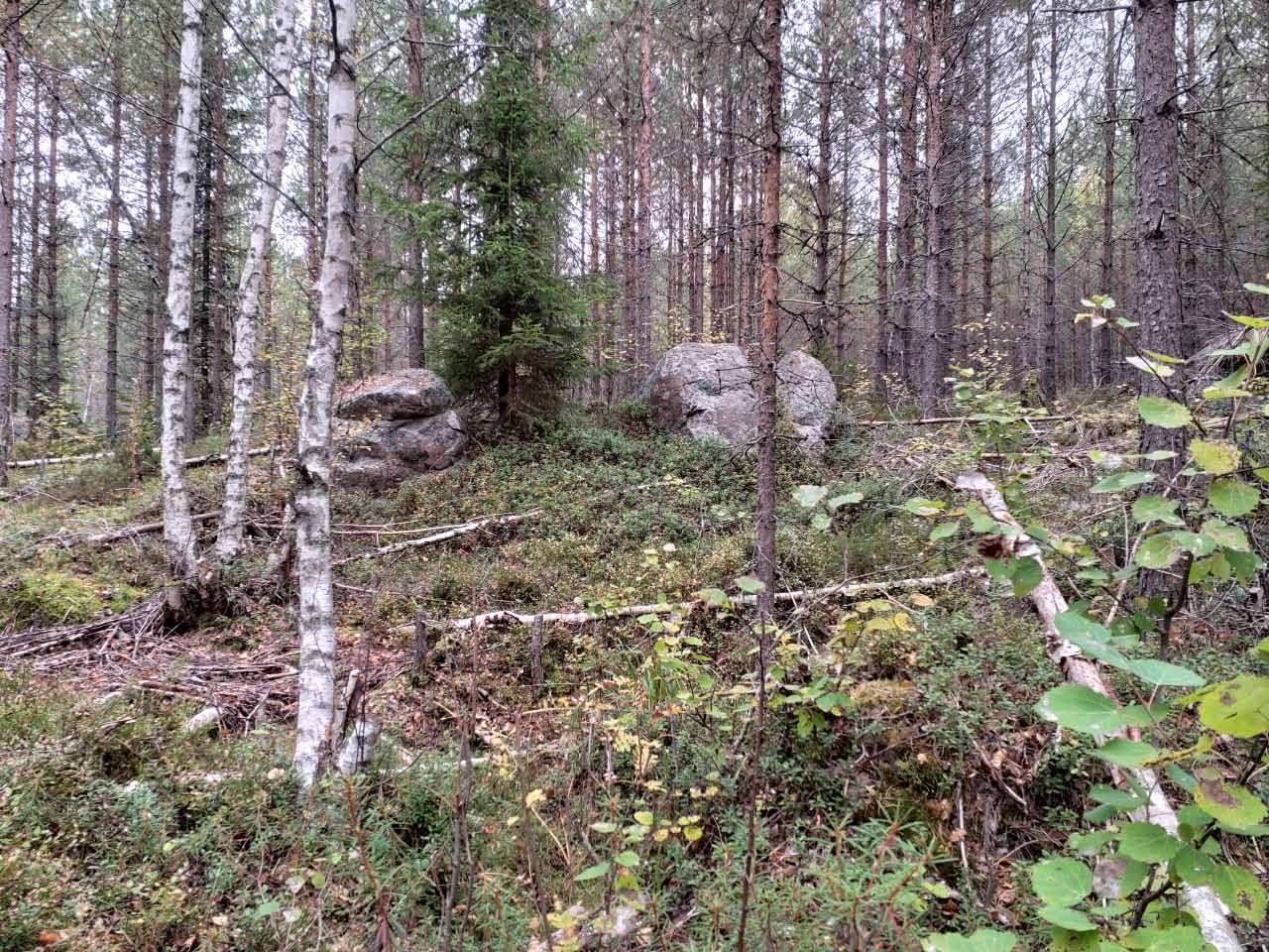 Kuva: Isoja kiviä ”maamerkkeinä” reitin pohjoispään rinteessä. Porvoon museo – Itä-Uudenmaan alueellinen vastuumuseo. CC BY 4.0 Riikka Mustonen 27.9.2021