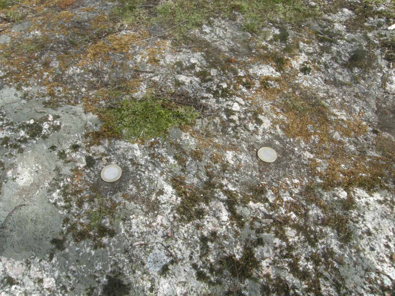 Kuva: Kivessä on havaittu neljä kuppia, joista kolme varmoja. Kupit ovat matalia eivätkä erotu kovin hyvin kiven karkealta pinnalta. Kuvassa kaksi selvintä kuppia on merkitty kolikoilla. Lahden museot / Päijät-Hämeen alueellinen vastuumuseo. CC BY 4.0 Antti Bilund 4.5.2021