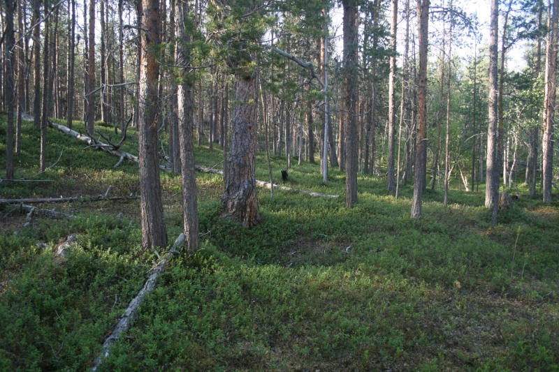 Kuva: Ravadasjärvi luode. Metsähallitus. CC BY 4.0 Sami Viljamaa 2013