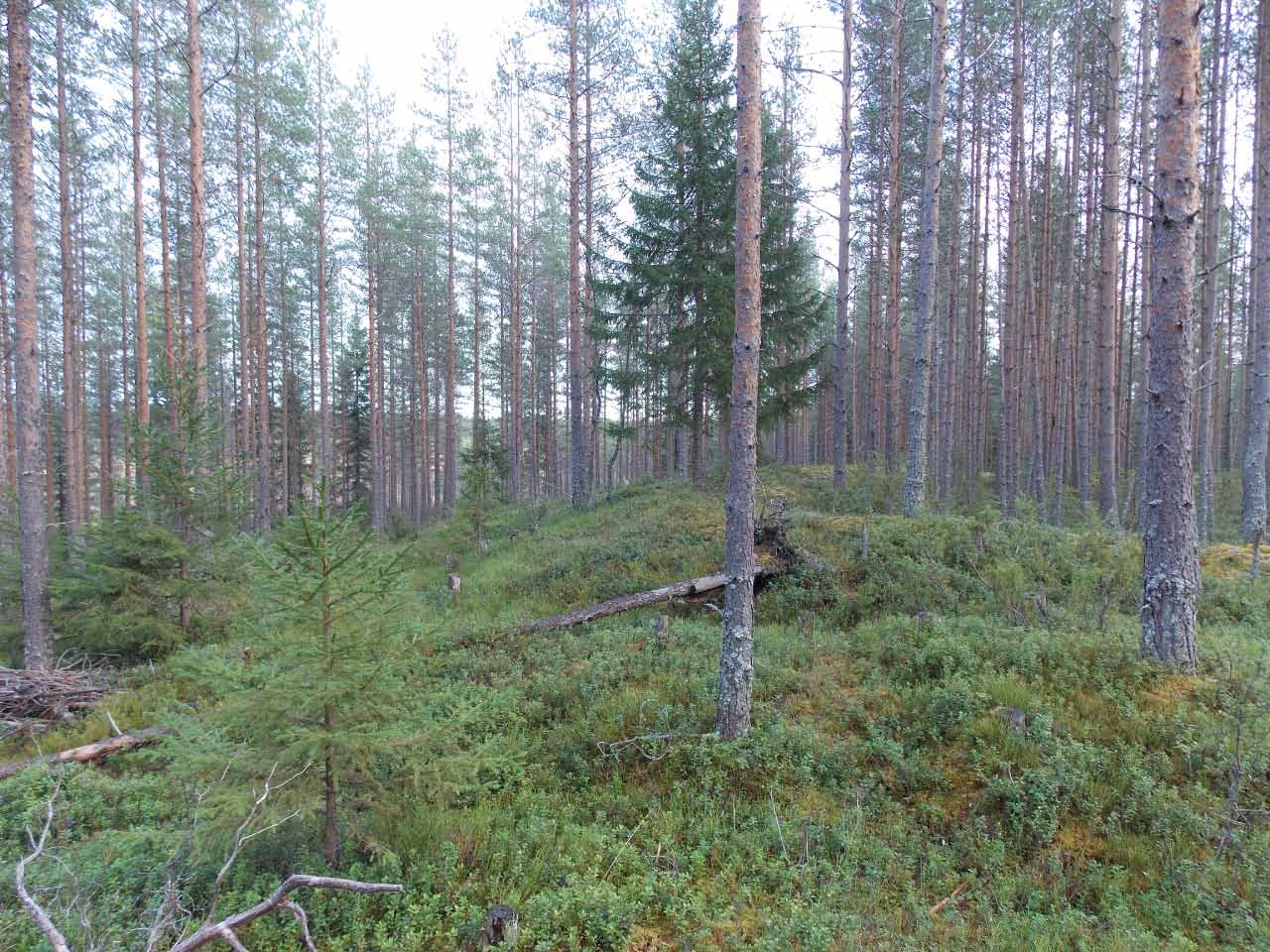 Kuva: Jätinkirkon pohjoiskulmaa luoteesta. Pohjois-Pohjanmaan museo. CC BY 4.0 Mika Sarkkinen 16.10.2021
