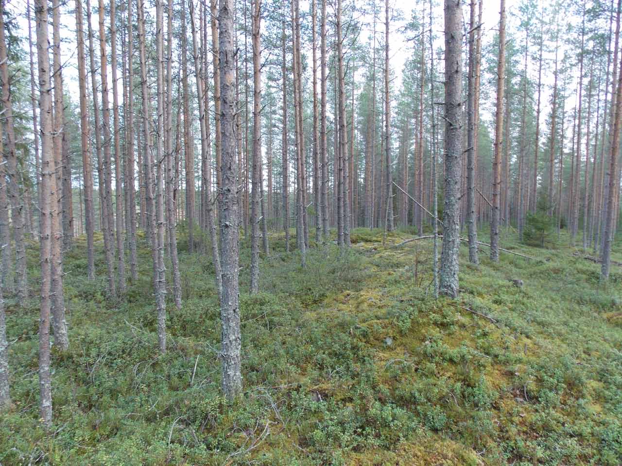 Kuva: Jätinkirkon itäkulmaa etelästä. Pohjois-Pohjanmaan museo. CC BY 4.0 Mika Sarkkinen 16.10.2020