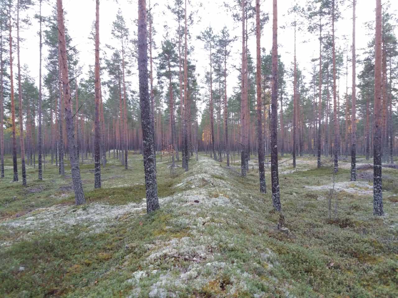 Kuva: Alueen eteläosassa olevaa vallia D pohjoisesta vuonna 2018. Pohjois-Pohjanmaan museo. CC BY 4.0 Mika Sarkkinen 9.9.2018