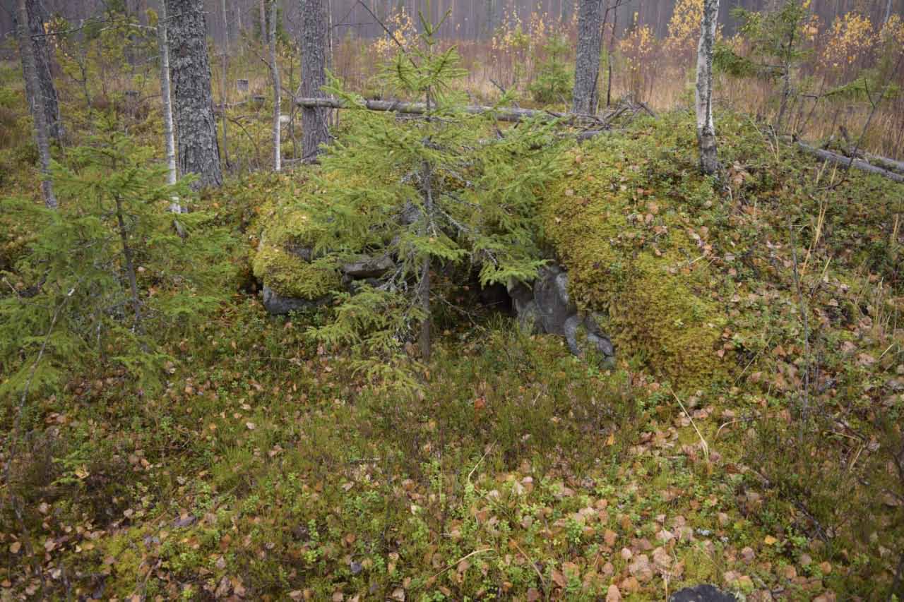 Alueella oleva kivetty kellari sekä siihen liittyviä hirsirakenteita. Pohjois-Karjalan museo. CC BY 4.0 Ville Hakamäki 13.10.2021