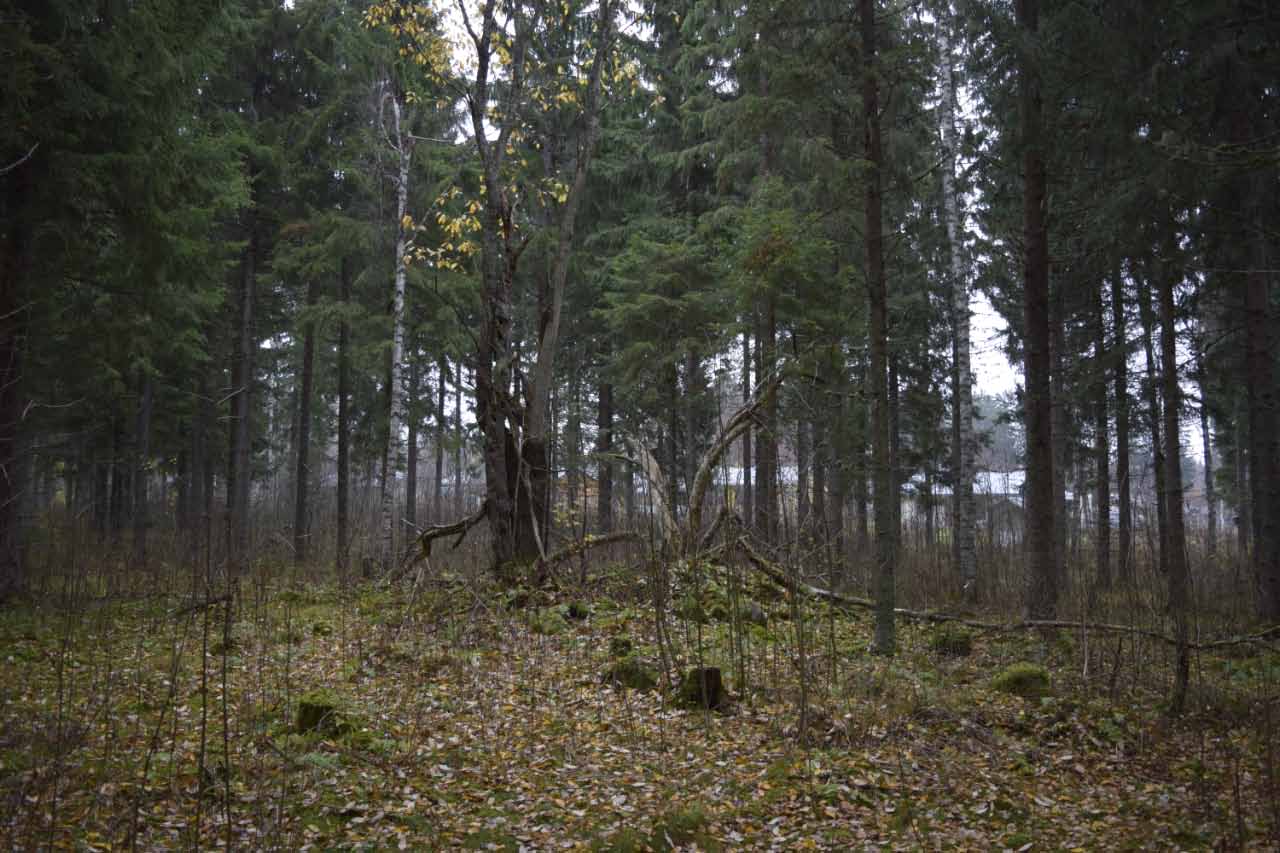 Kuva: Raivausröykkiö, jonka päällä kasvaa lahonnut puu.  Pohjois-Karjalan museo. CC BY 4.0 Ville Hakamäki 13.10.2021