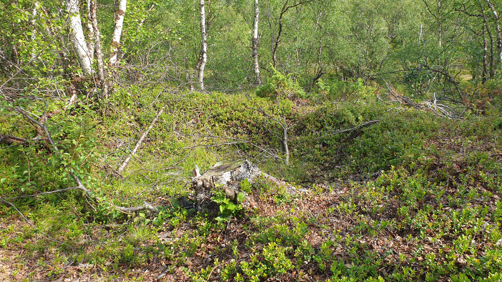 Kuva: Utsjoki Coalgasbore 1 kuoppa koilliseen. Saamelaismuseo Siida  CC BY 4.0 Juha-Pekka Joona 27.9.2021