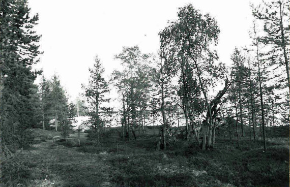 Kuva: Hautoja saaren etelärannalla, luoteesta. Jarmo Kankanpää 1988