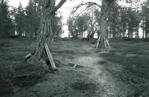Kuva: Hautaristejä kaakkoisniemessä Jarmo Kankanpää 1988