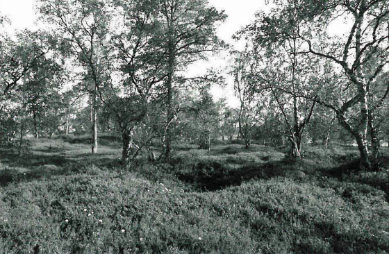 Kuva: Saaren keskiosan kuoppia luoteesta. Jarmo Kankanpää 1988
