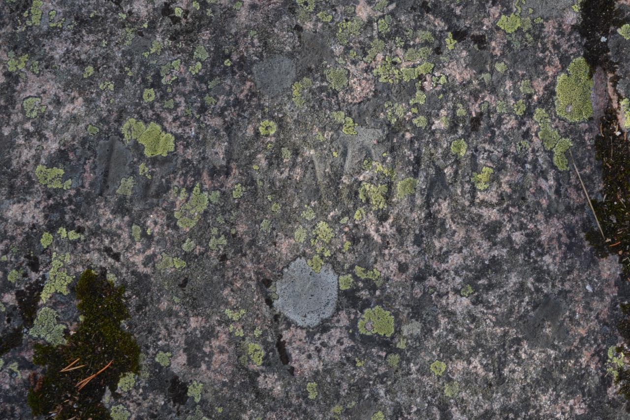 Kuva: Ylitornio Aavasaksan näkötorni, kalliohakkauksia. Tornionlaakson museo CC BY 4.0 Terhi Tanska 9.7.2020