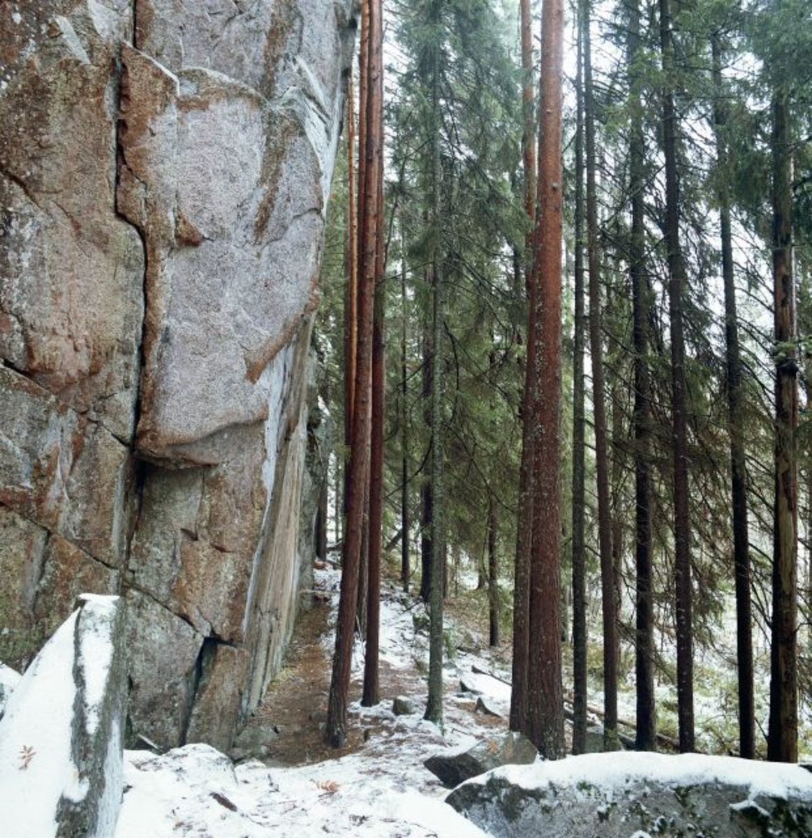 Kuva: Jyväskylän Halsvuoren kalliomaalaus, näkymä kohti maalauskalliota, yleiskuva Ismo Luukkonen 2002