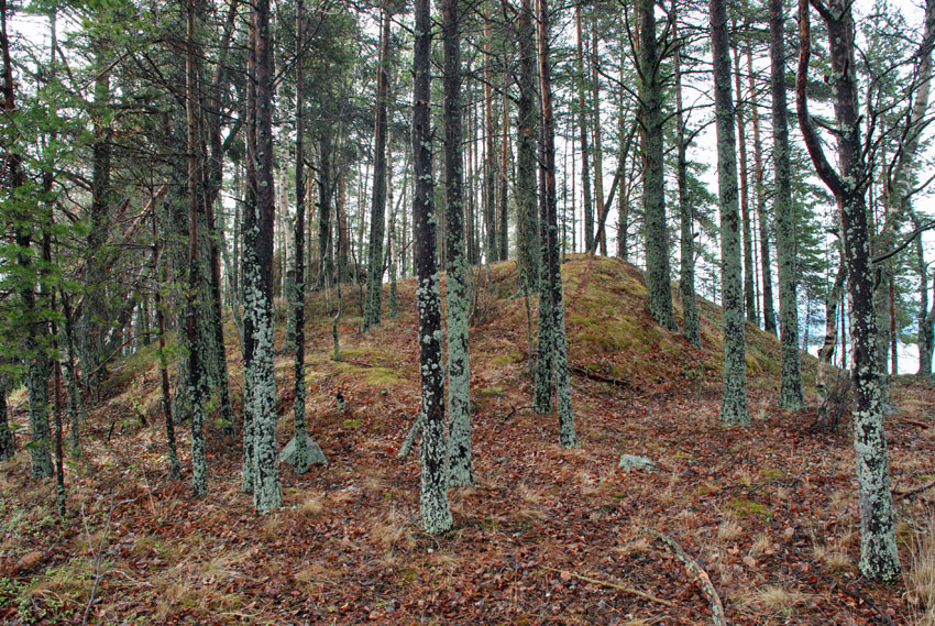 Kuva: Saarella olevan mäen päällä on laajalla alueella hautapainanteita. Juha Ruohonen. CC BY 4.0 Juha Ruohonen 18.5.2011