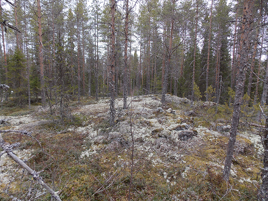 Kuva: Etualalla röykkiö 3 taustalla röykkiö 2, lounaasta. Pohjois-Pohjanmaan museo. CC BY 4.0 Mika Sarkkinen 5.6.2021