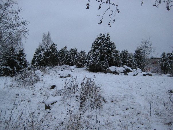 Kuva: Vainriihenpönkkä ensilumen jälkeen Leena Koivisto 11.12.2009